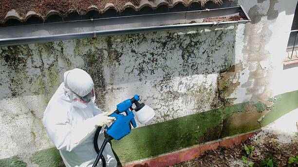 Trusted Crawl Space Mold Removal service in Freeland, WA - Cheap Mold Removal
